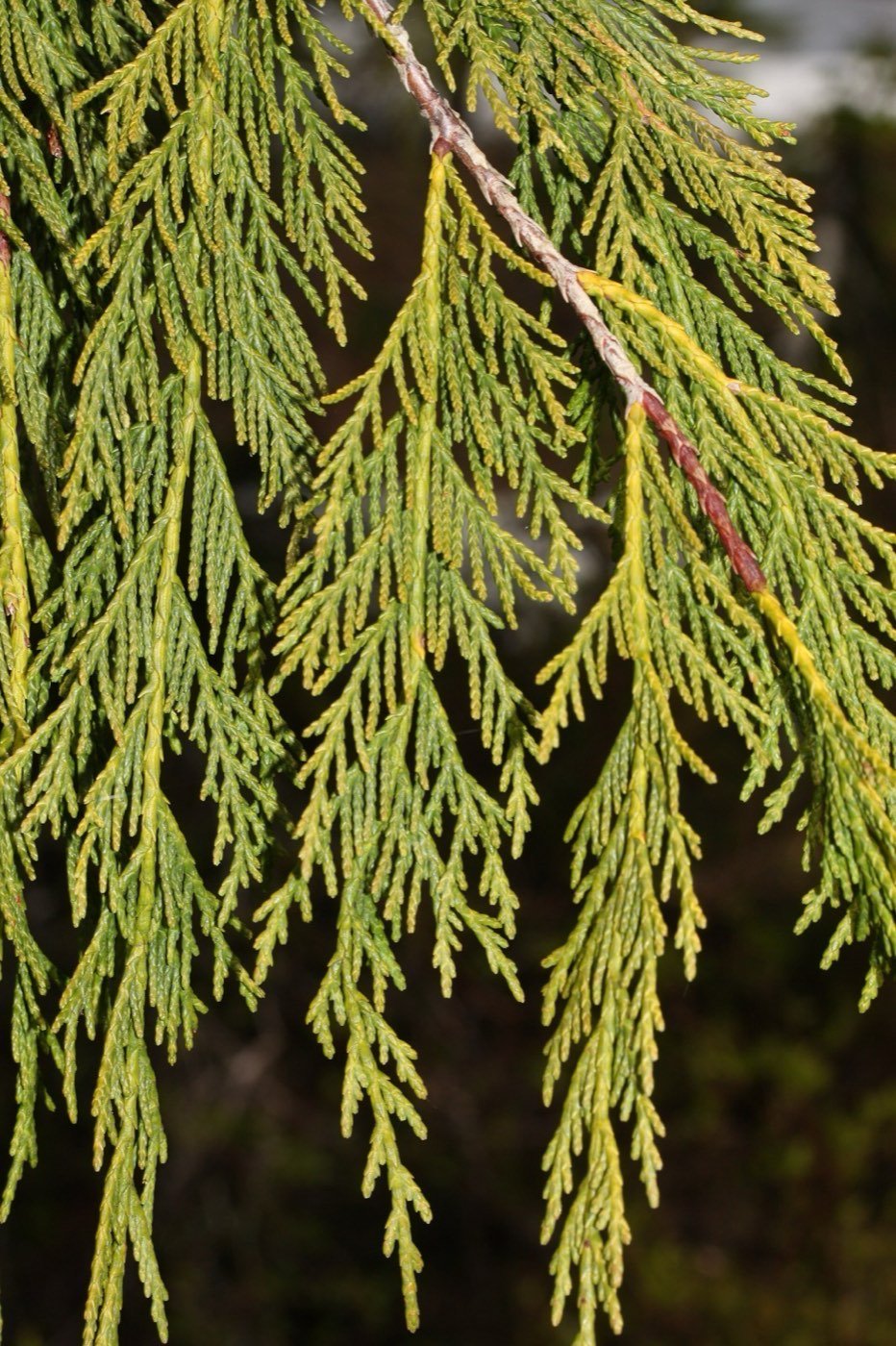 Alaska Cedar needle photo