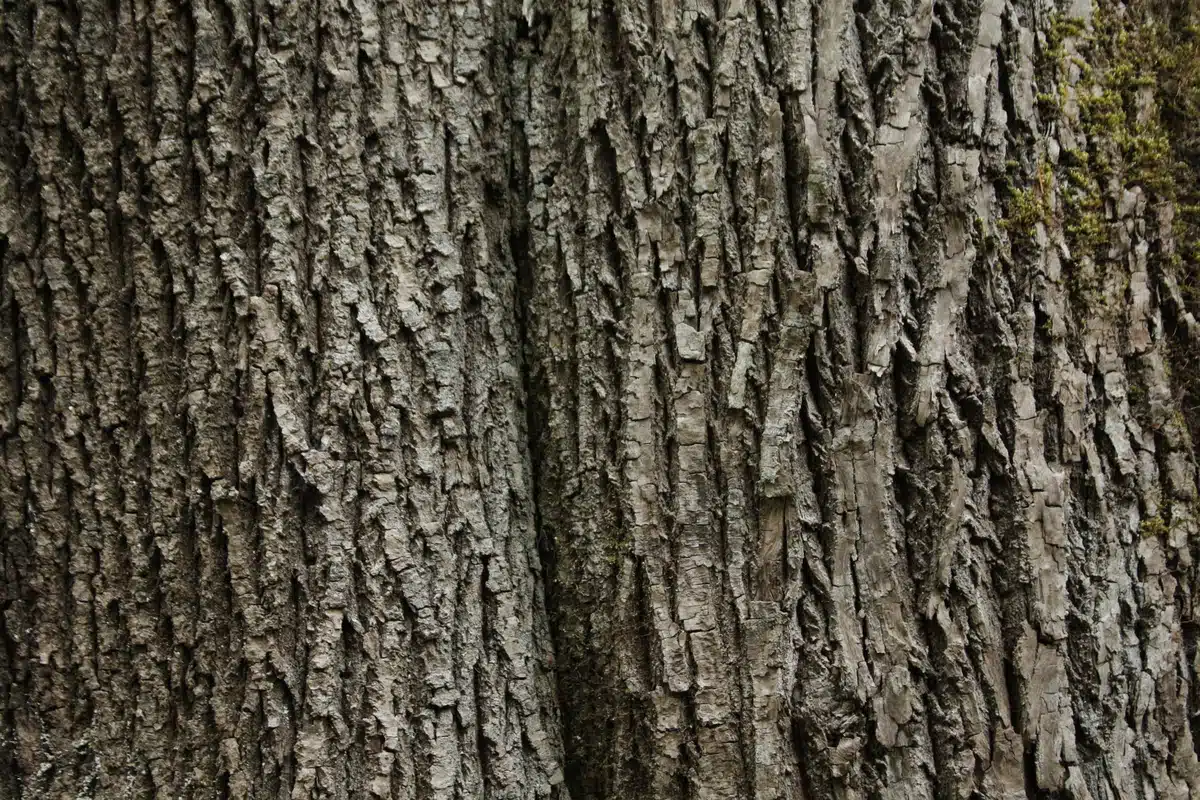 Bigleaf Maple bark photo