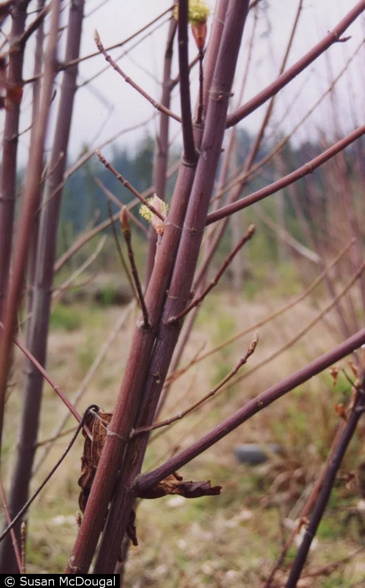 Bigleaf Maple branch photo