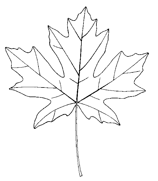 Bigleaf Maple leaf photo
