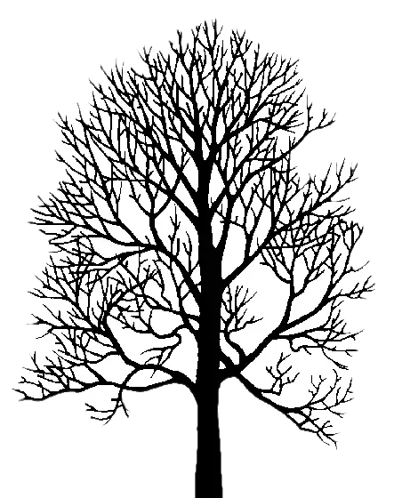 Bigleaf Maple illustration