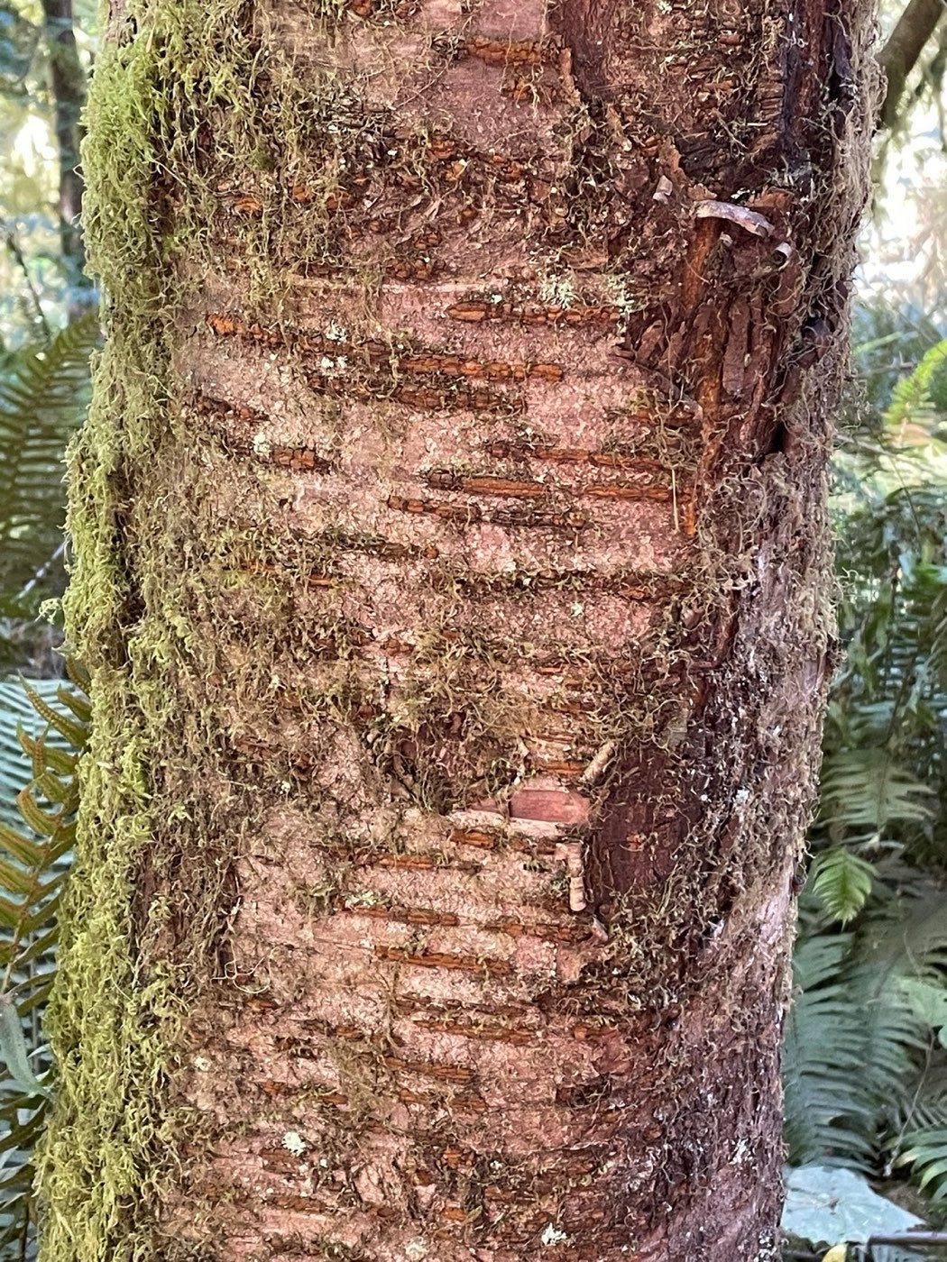 Bitter Cherry bark photo