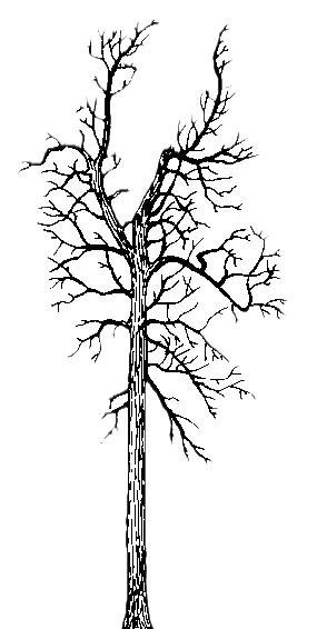 Black Cottonwood illustration