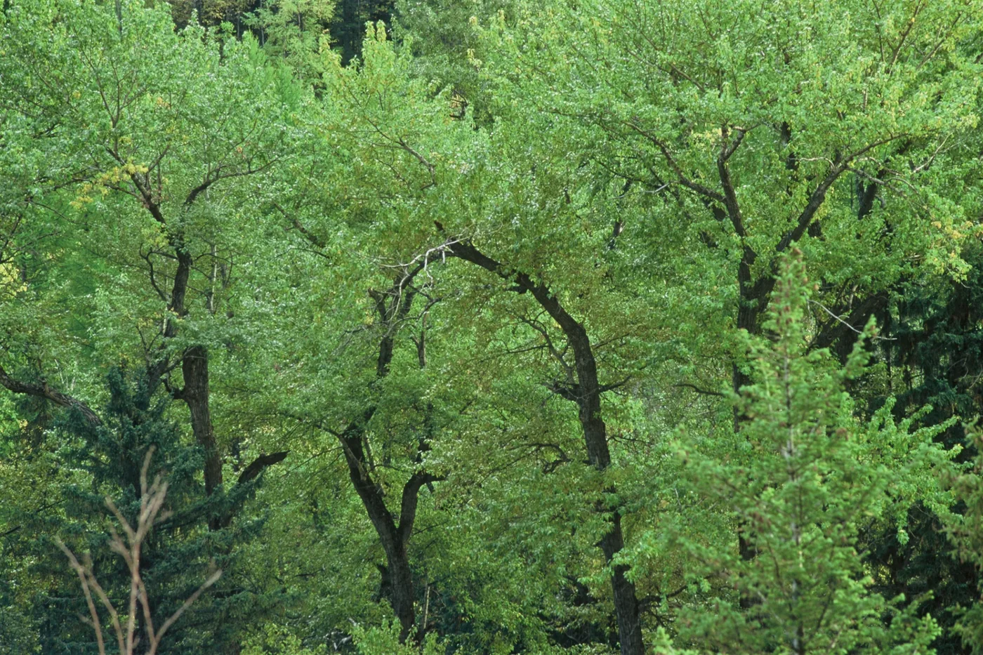 Black Cottonwood picture photo