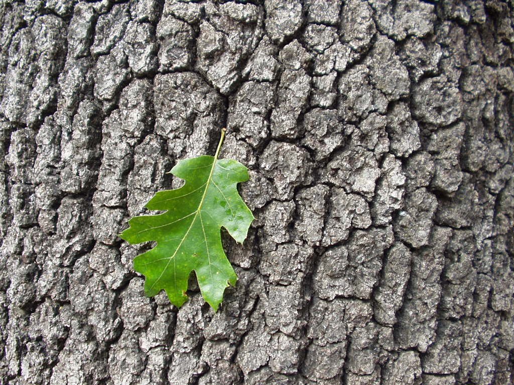 California Black Oak bark photo