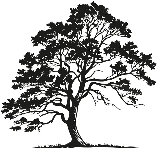 California Black Oak illustration