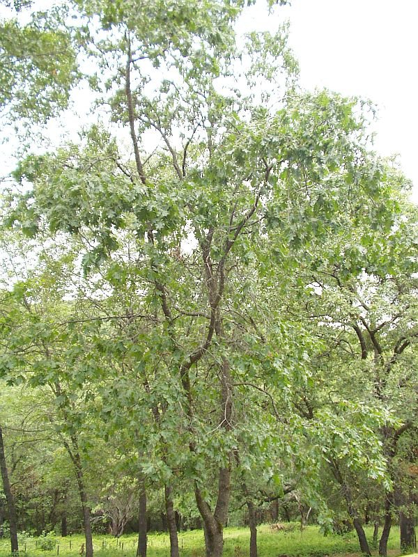 California Black Oak picture photo