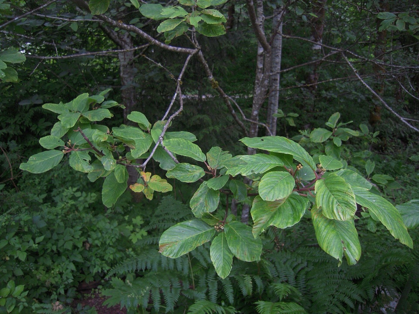 Cascara branch photo
