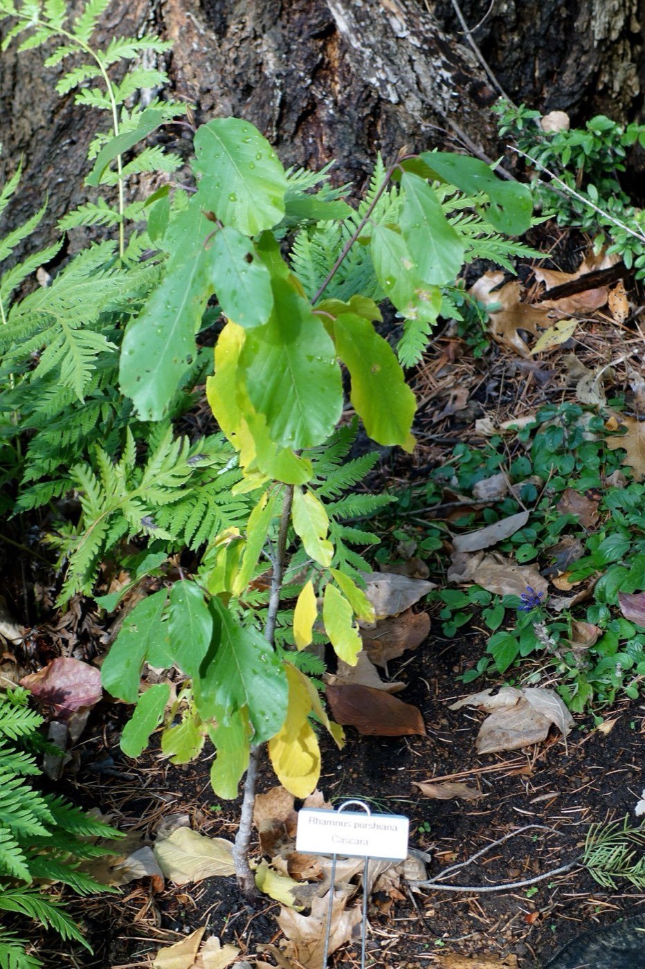 Cascara picture photo