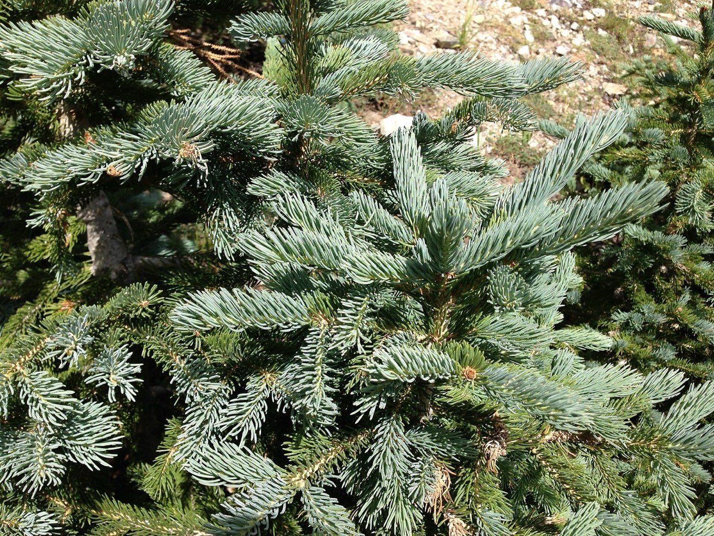 Engelmann Spruce needle photo