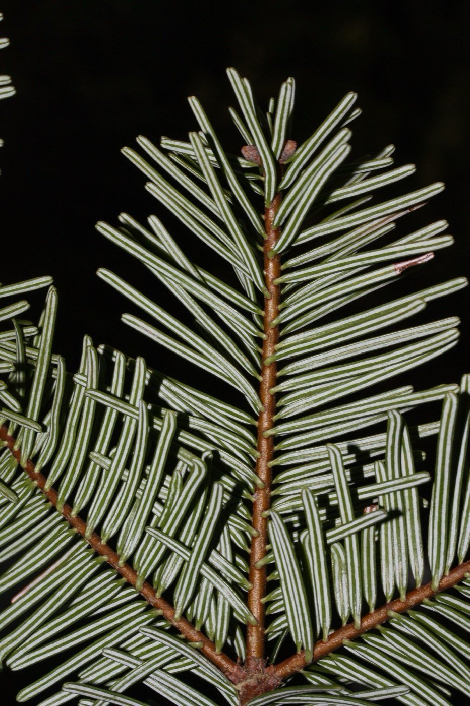 Grand Fir branch photo