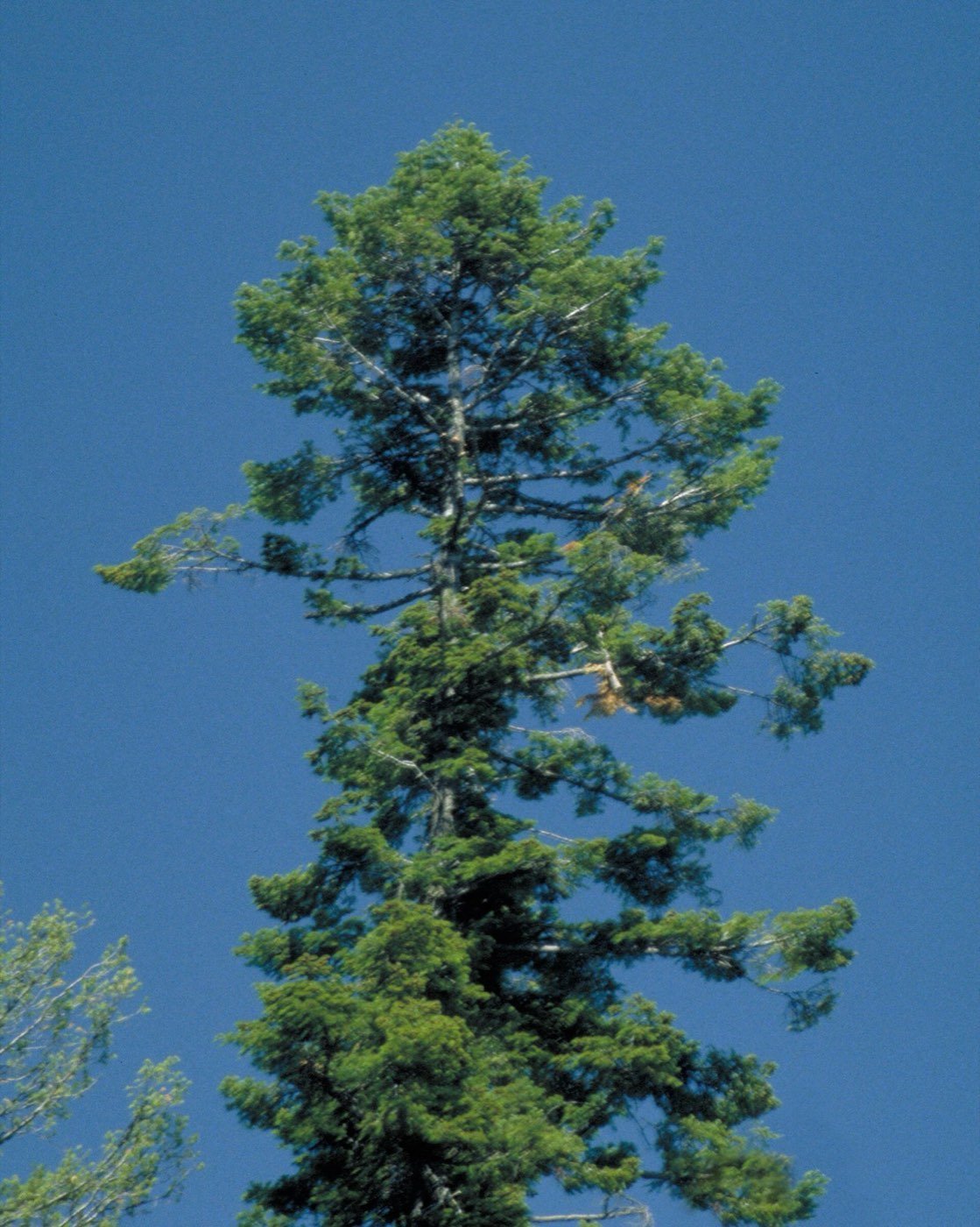 Grand Fir picture photo