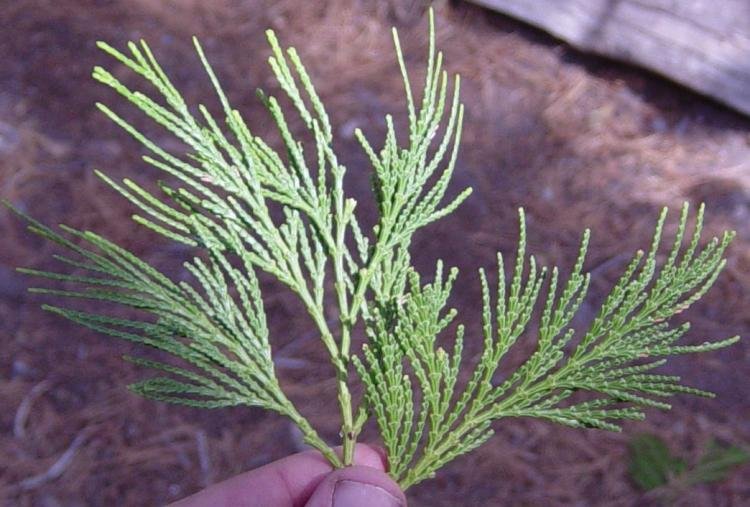 Incense Cedar needle photo