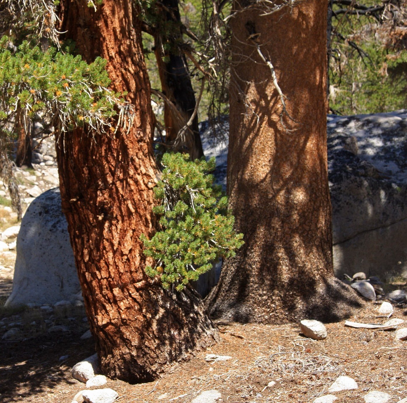 Lodgepole Pine bark photo