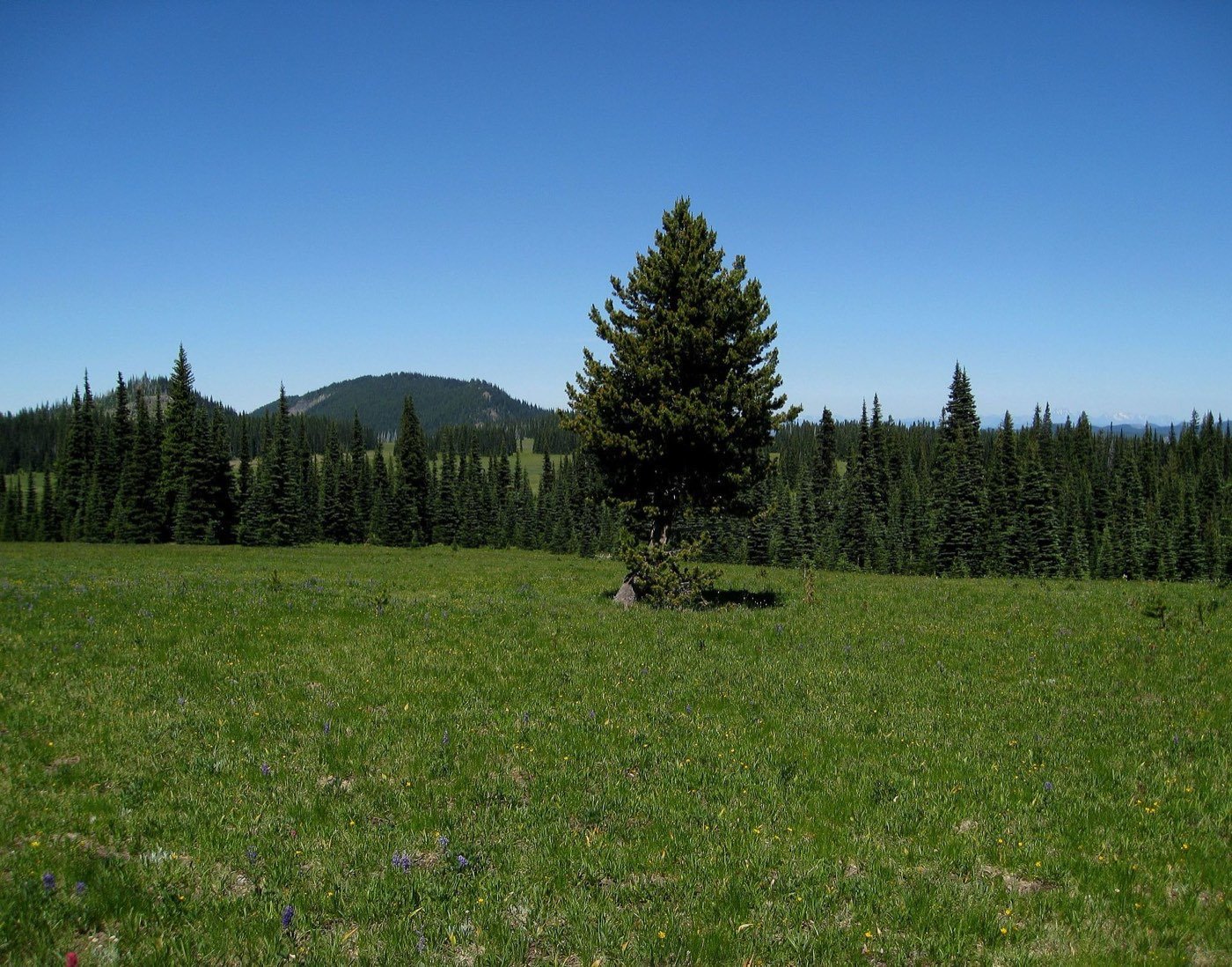 Lodgepole Pine picture photo
