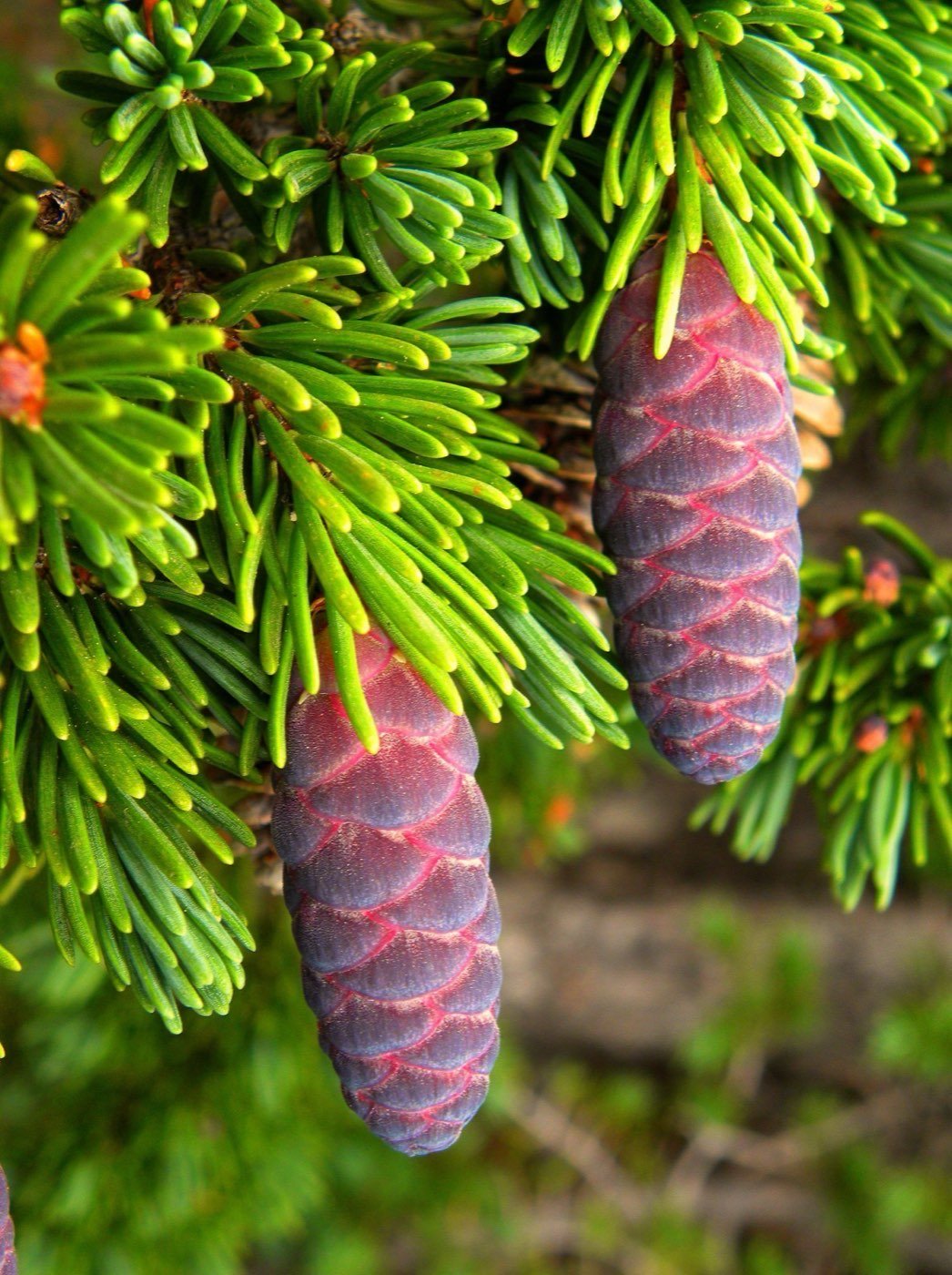 Mountain Hemlock branch photo