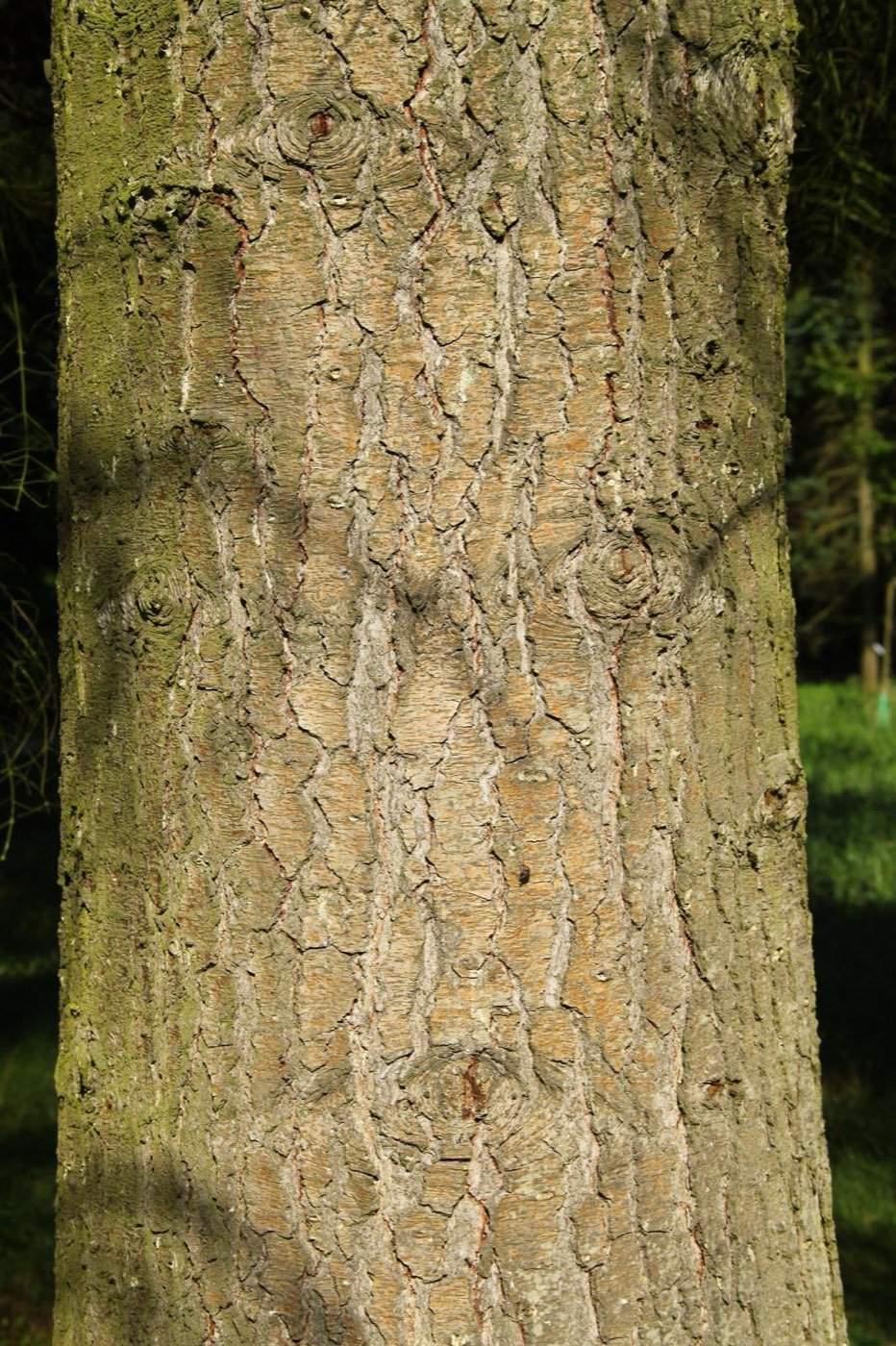 Noble Fir bark photo