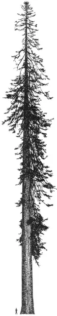Noble Fir illustration