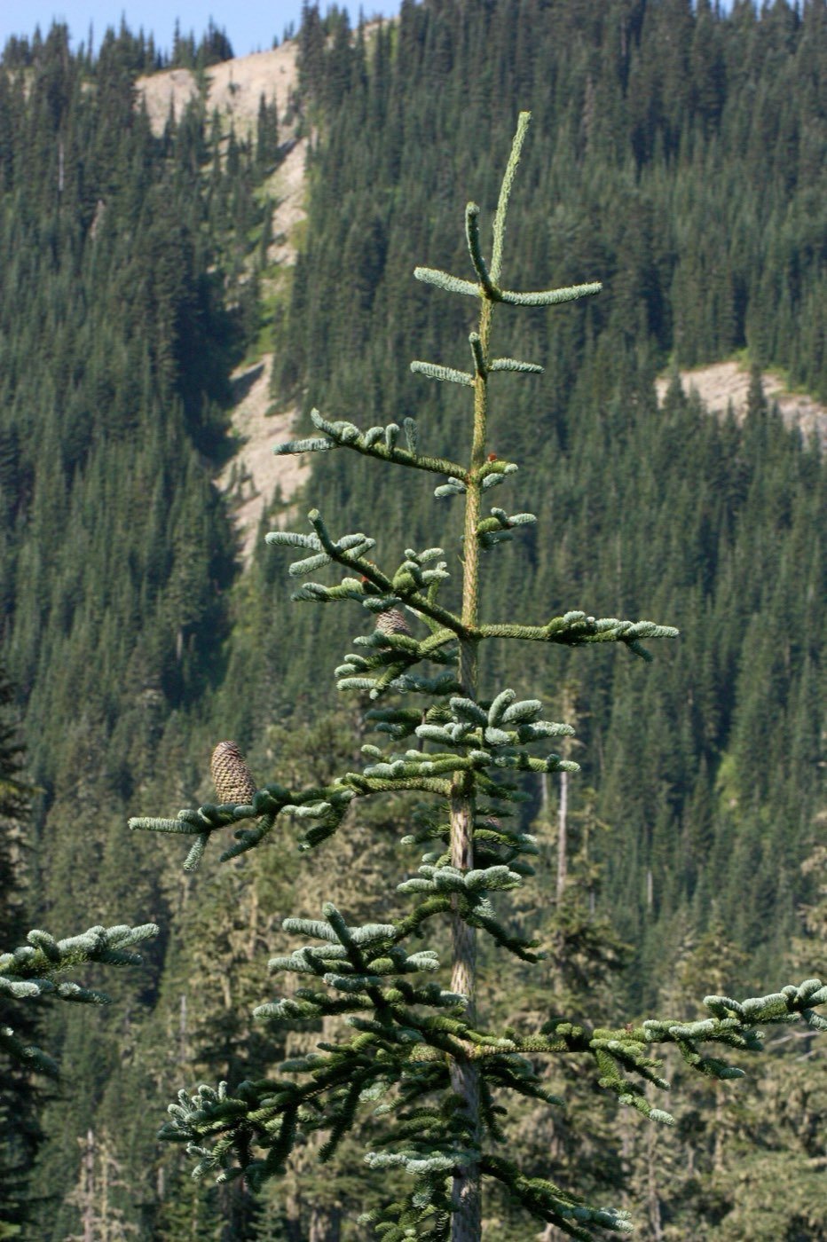 Noble Fir picture photo