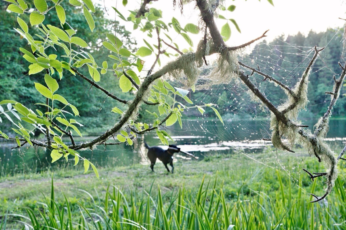 Oregon Ash branch photo