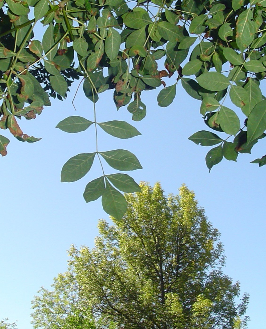 Oregon Ash leaf photo