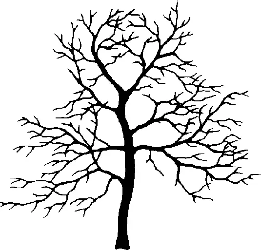 Oregon Crab Apple illustration