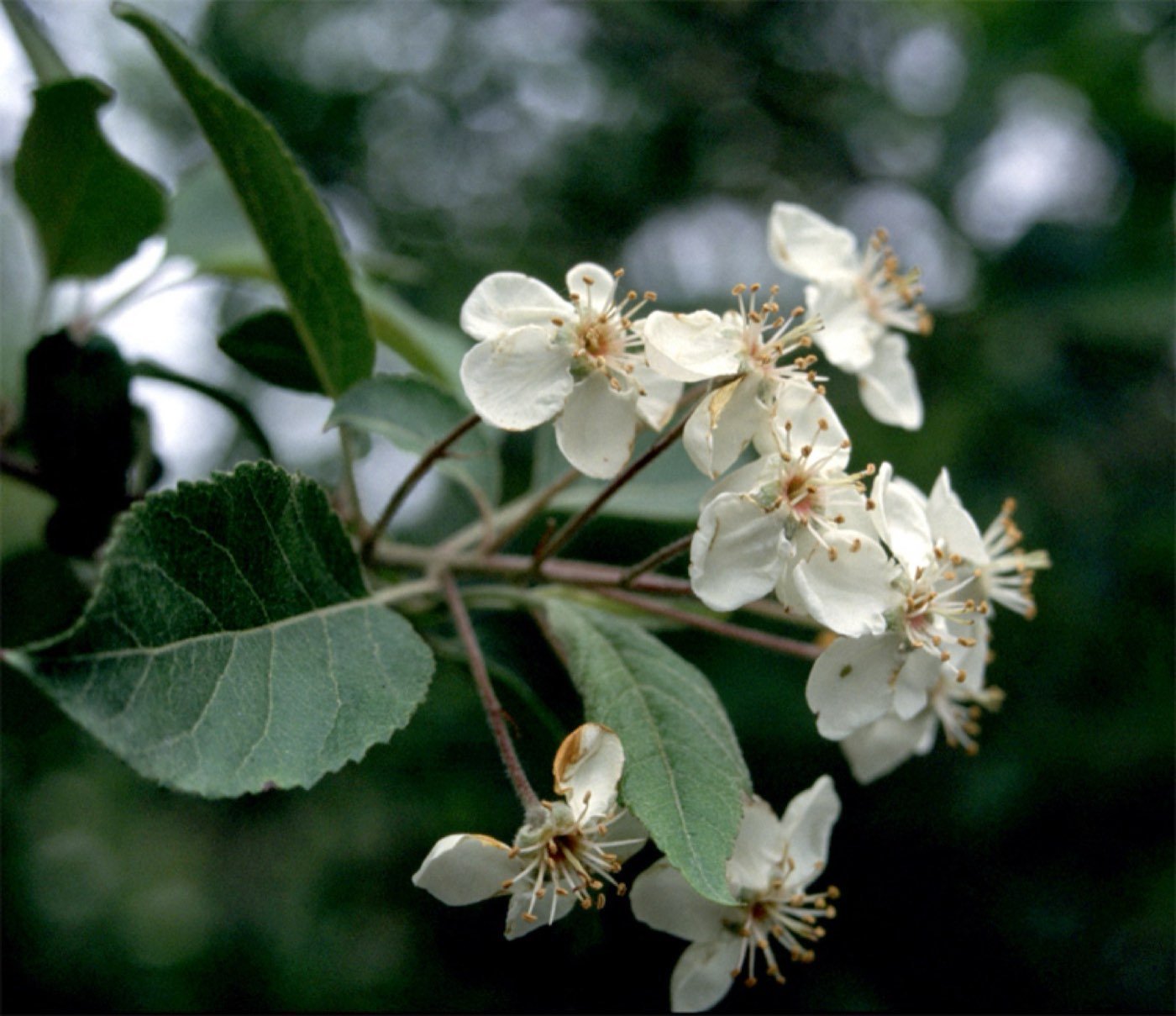 Oregon Crab Apple picture photo