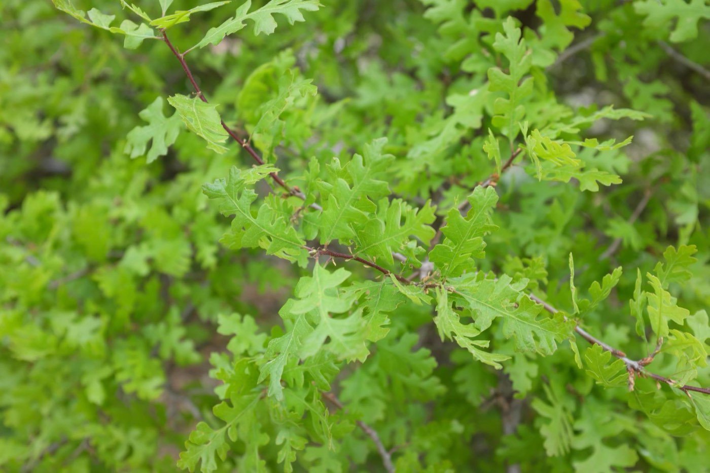 Oregon White Oak leaf photo