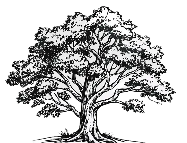 Oregon White Oak illustration