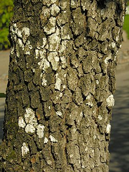 Pacific Dogwood bark photo