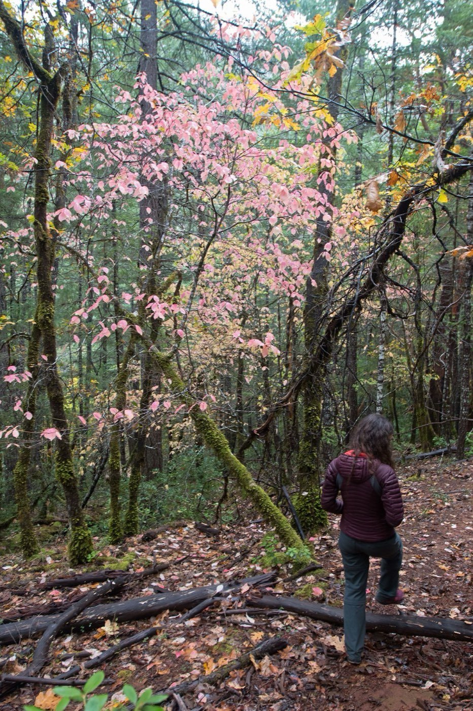 Pacific Dogwood branch photo