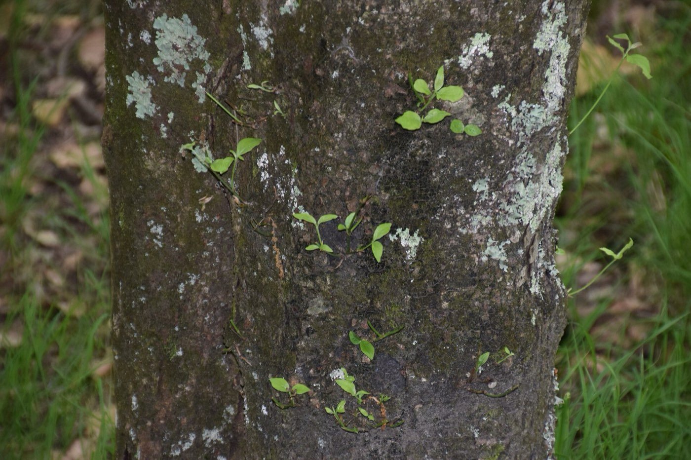 Pacific Dogwood picture photo