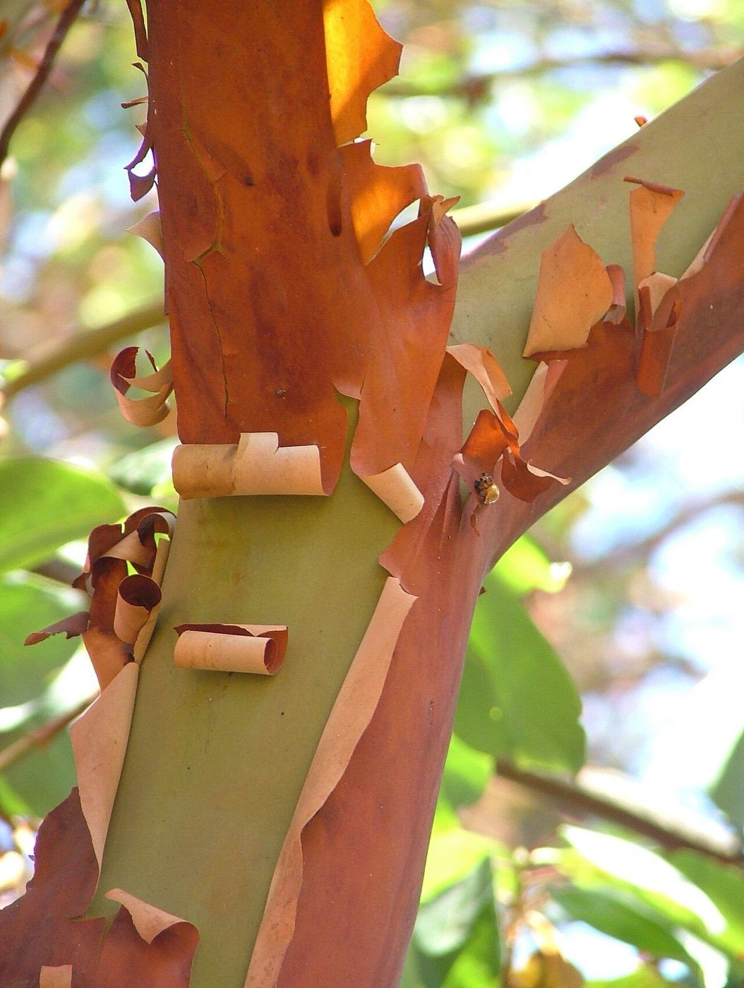 Pacific Madrone bark photo