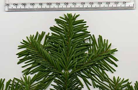 Pacific Silver Fir needle photo