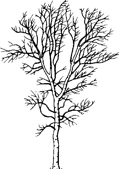 Paper Birch illustration