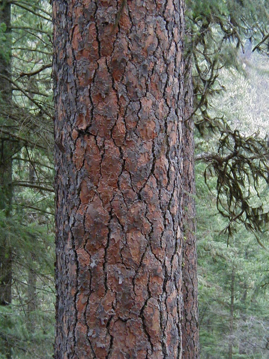 Ponderosa Pine bark photo