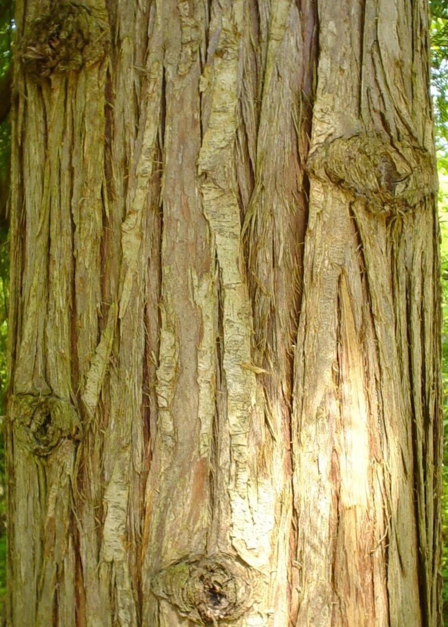 Port Orford Cedar bark photo