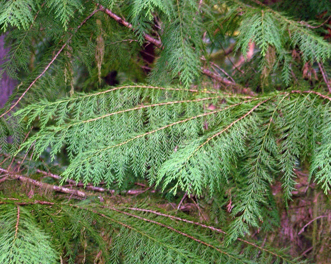 Port Orford Cedar needle photo