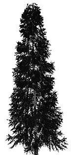Port Orford Cedar illustration