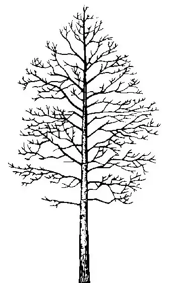 Quaking Aspen illustration