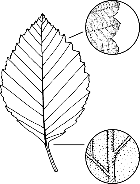 Red Alder leaf photo