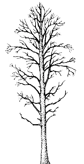 Red Alder illustration