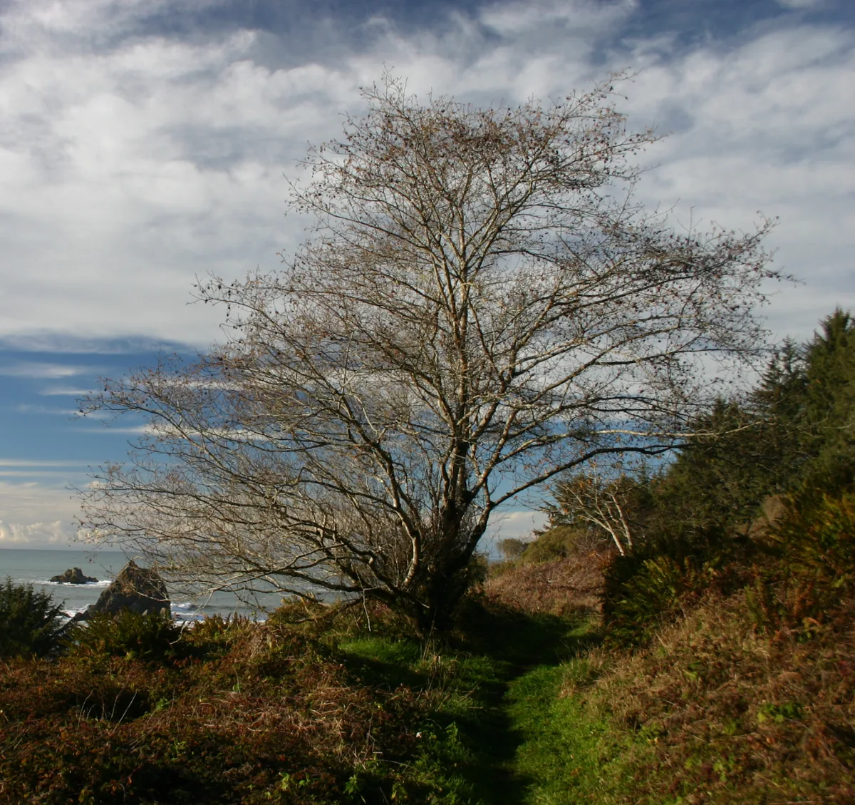 Red Alder picture photo