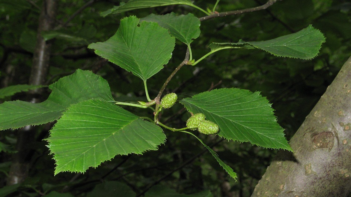 Sitka Alder branch photo