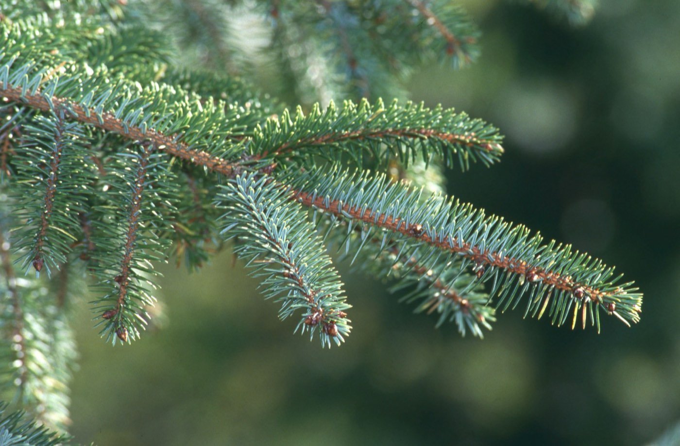 Sitka Spruce branch photo