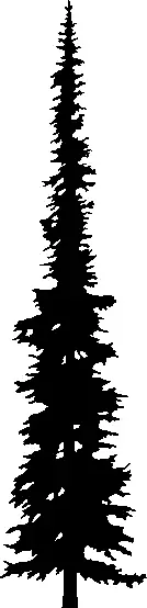 Subalpine Fir illustration