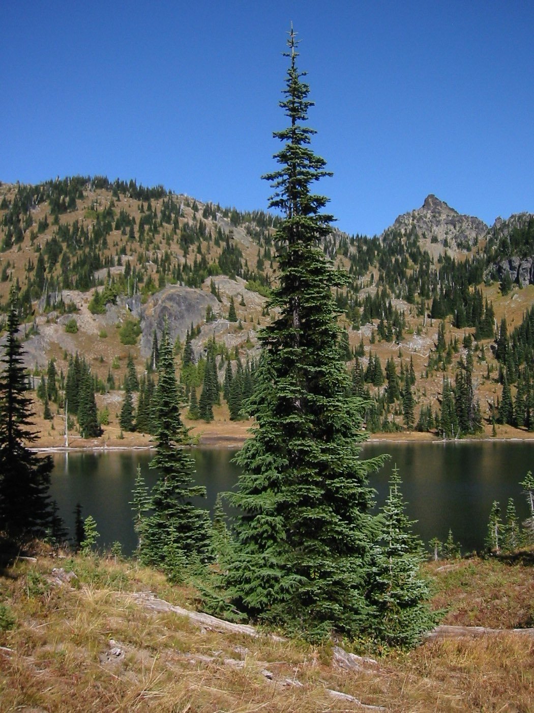 Subalpine Fir picture photo