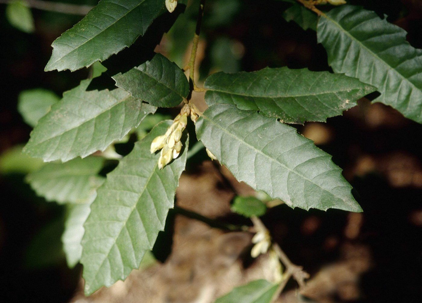 Tanoak leaf photo