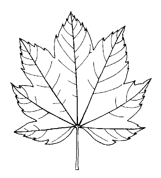 Vine Maple leaf photo