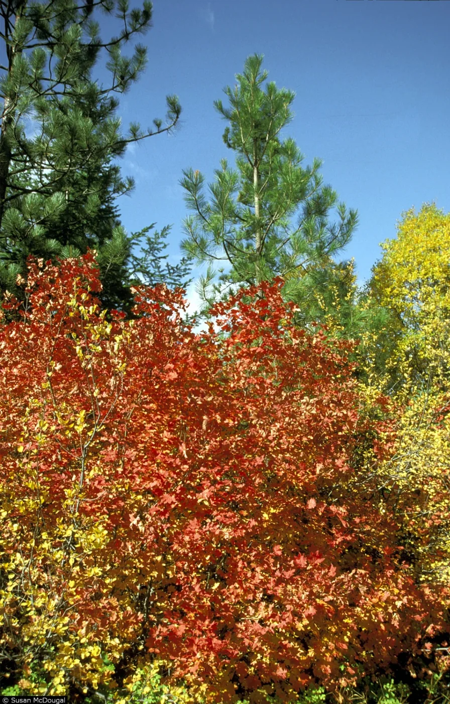 Vine Maple picture photo